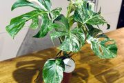 Monstera Deliciosa Variegata in 15cm pot and 50cm in height #1