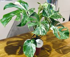 Monstera Deliciosa Variegata in 15cm pot and 50cm in height #1