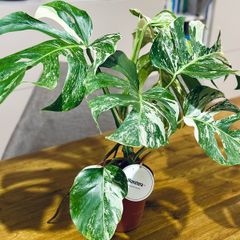 Monstera Deliciosa Variegata in 15cm pot and 50cm in height #1