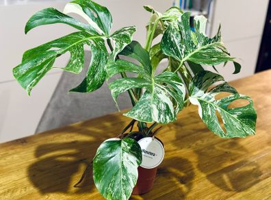 Monstera Deliciosa Variegata in 15cm pot and 50cm in height #1