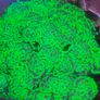 Coral Packs Image 2