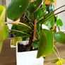 Pilea plant Image 3