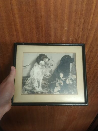 Vintage framed dog photograph