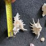 Shells Image 2