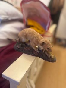 Stuffed Stoat