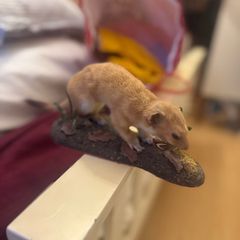 Stuffed Stoat