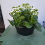 Calamdiva planters Image 3