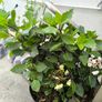 garden plants Image 4