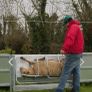 Sheep turnover crate Image 9