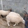 Ewe lambs Image 3
