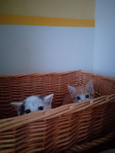 2 Kittens
