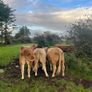 Organic Cattle Image 6