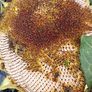 Free sunflower heads Image 3