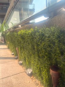 Artificial Green Leaves Hedge Panel (still Sealed from Woods)