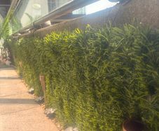 Artificial Green Leaves Hedge Panel (still Sealed from Woods)