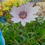 African Daisy trailing perennial Image 7