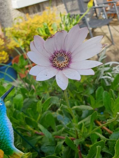 African Daisy trailing perennial