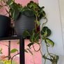 Rare houseplant Philodendron Cream Splash Image 2