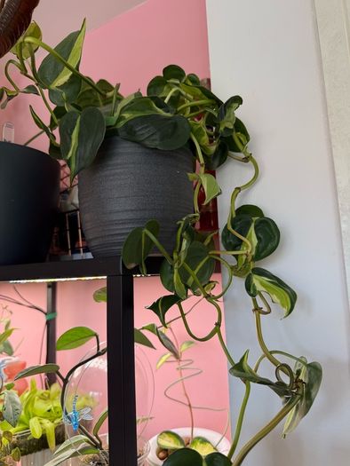Rare houseplant Philodendron Cream Splash