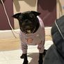 spark paws dog clothes Image 9