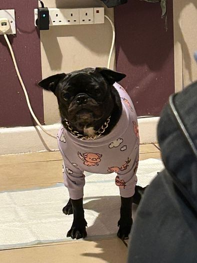 spark paws dog clothes