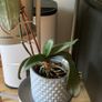 plants & pots Image 4