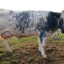 In calf heifers for Elphin Image 4