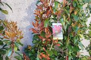 Photinia Fraserii  Red Robun