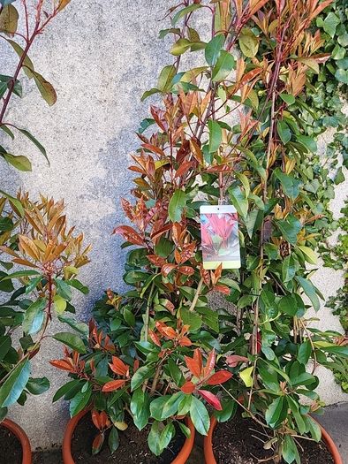 Photinia Fraserii  Red Robun