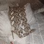 ladys foot Image 7