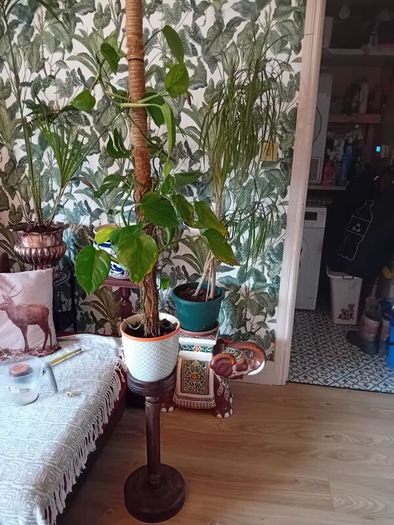 antique french mid century mahogany plant stand