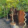 Spiral Bay Laurel Lollipop Trees Image 5