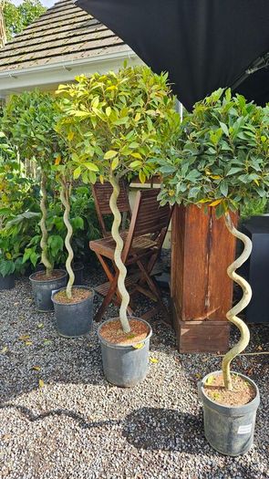 Spiral Bay Laurel Lollipop Trees