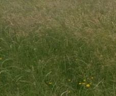 Meadows..ready for cutting