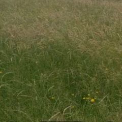 Meadows..ready for cutting