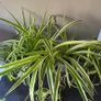 Spider Plant's Image 7