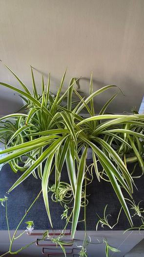 Spider Plant's