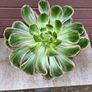 aeonium devil's eye - (rare succulent) Image 6