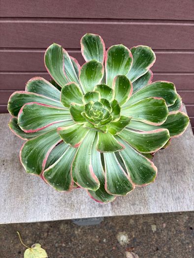 aeonium devil's eye - (rare succulent)