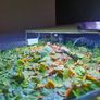 Premium Red Root Floaters & Frogbit Image 6