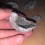 Fossil Collection : Clam fossils & Devils Toenail lot Image 8
