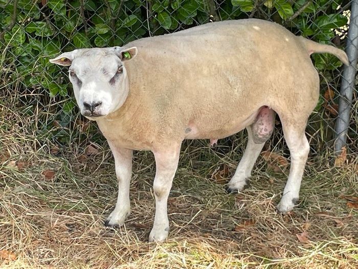 Pedigree Beltex Ram