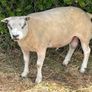Pedigree Beltex Ram Image 4