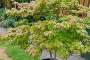 Maple Tree