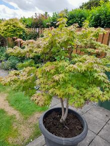 Maple Tree