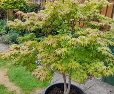 Maple Tree