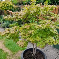 Maple Tree