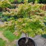 Japanese Maple Tree Image 3