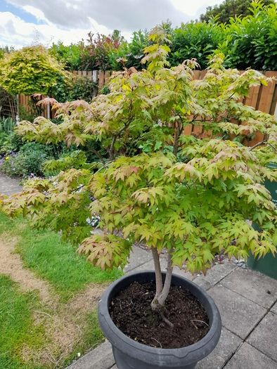Japanese Maple Tree