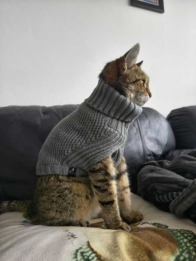 Grey Knitted Jumper for Cat or small Dog - NEW